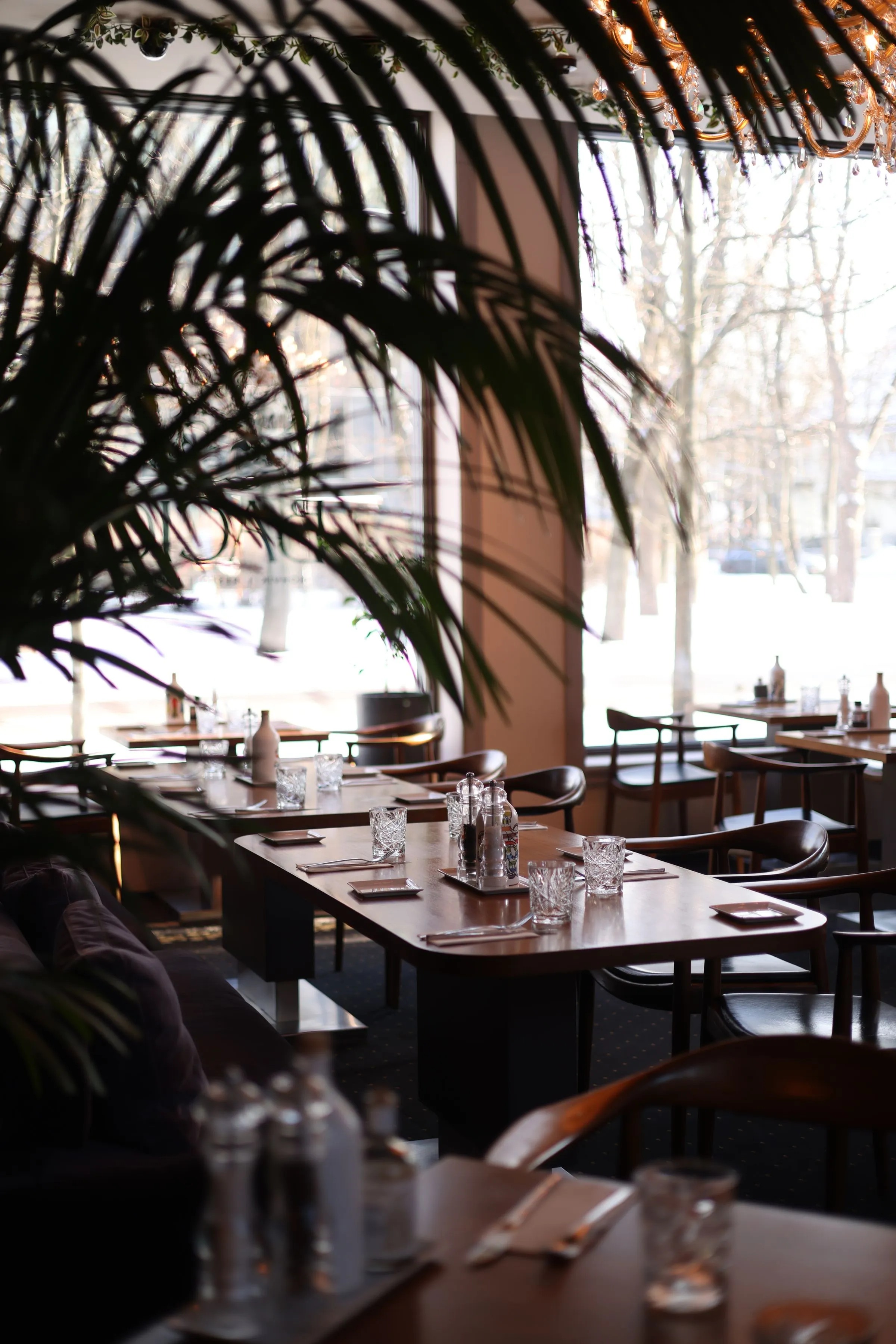 Daylight across the dining tables at The Salt Room with planting along the window.