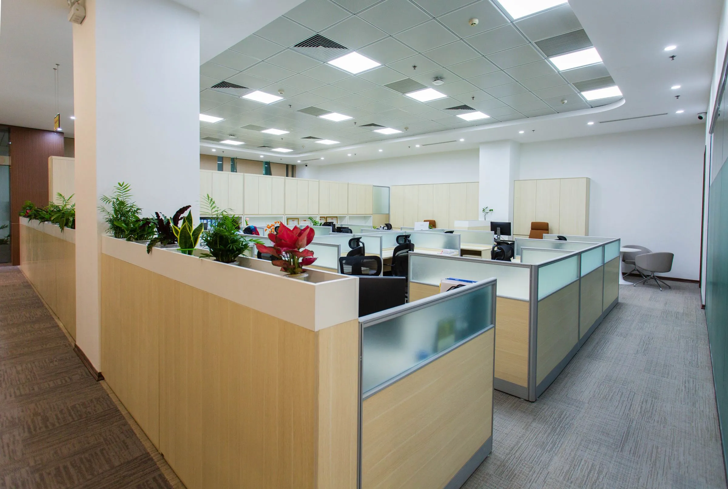 Open-plan area at Northlight Studio with low dividers, planting and workstations.