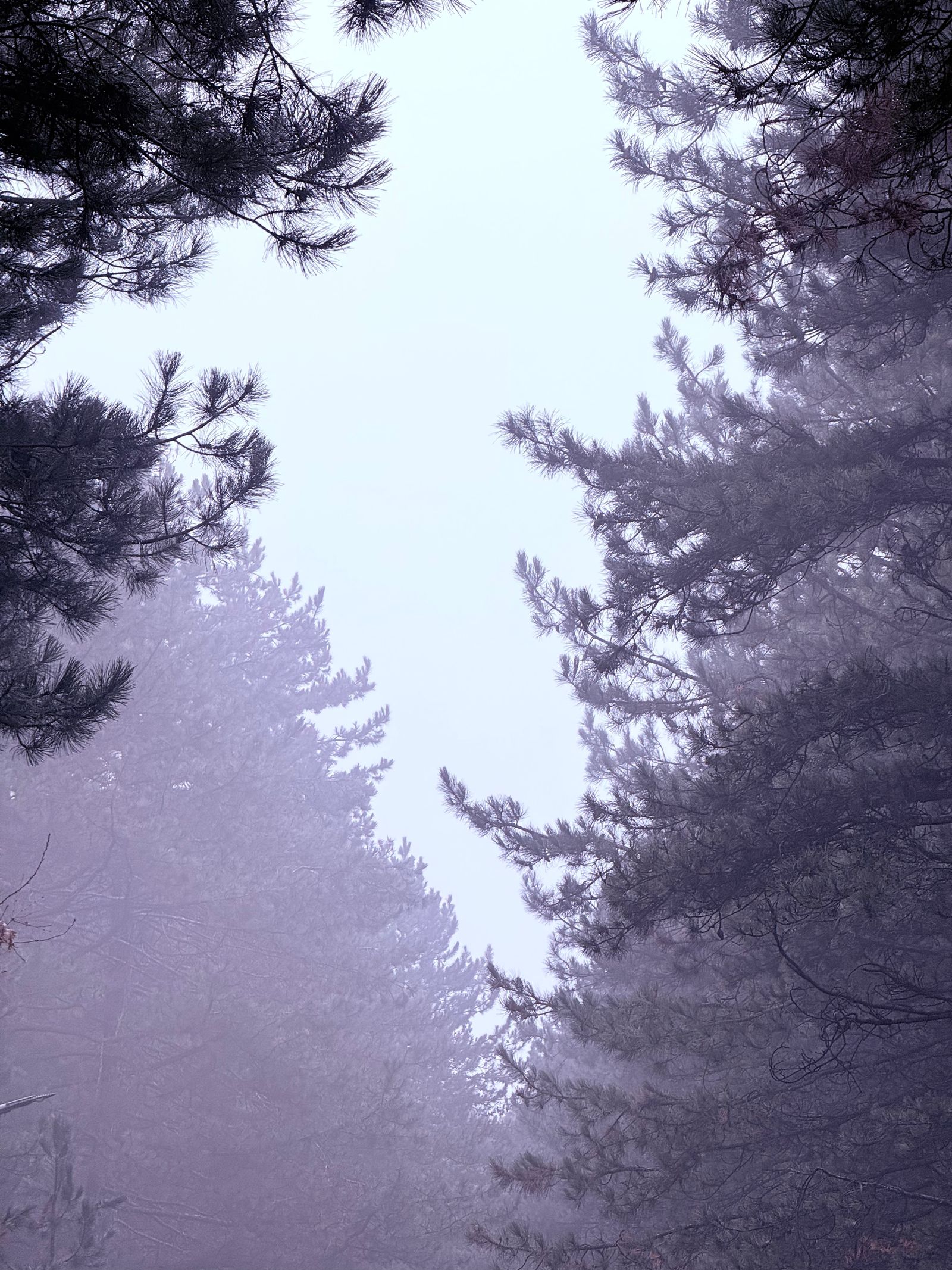 Environment render of a misty pine forest surrounding the Duskwood retreat