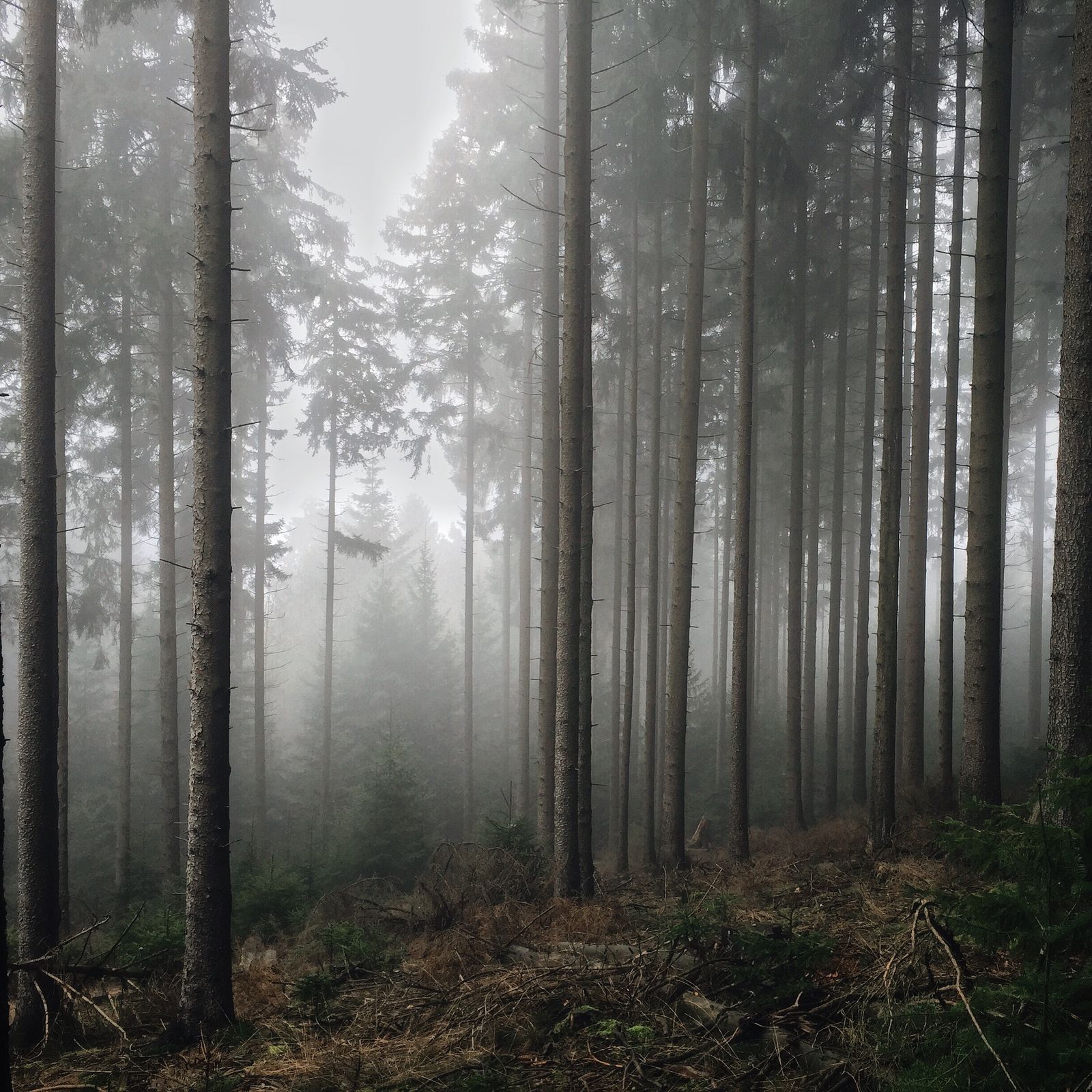 Environment plate — fog rolling through the surrounding pines