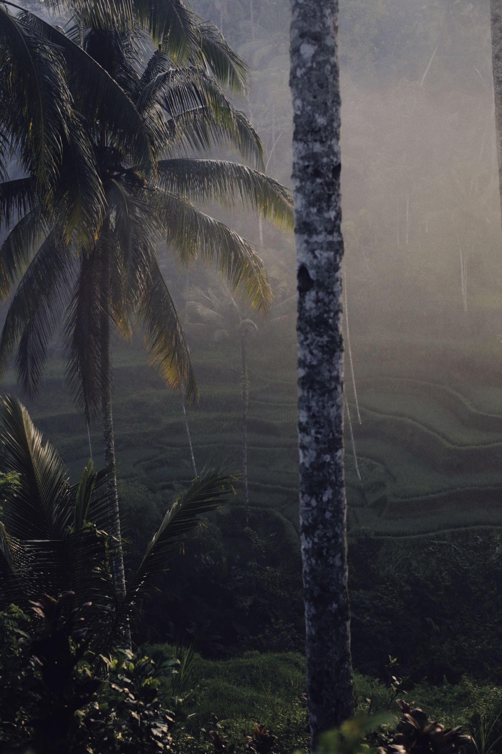 Environment render — mist drifting through tropical palms at dawn