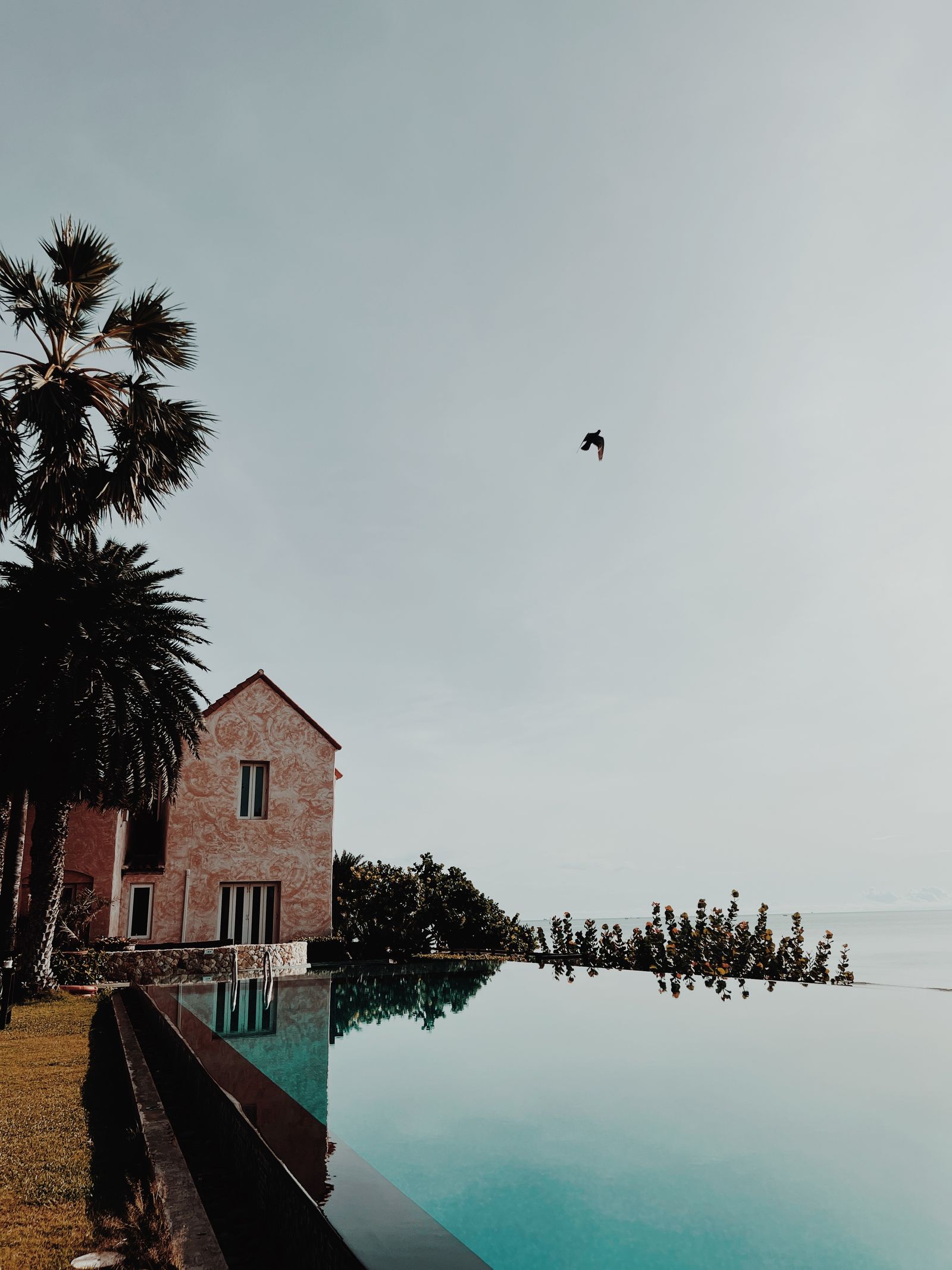 Exterior render — moody plunge pool with palm