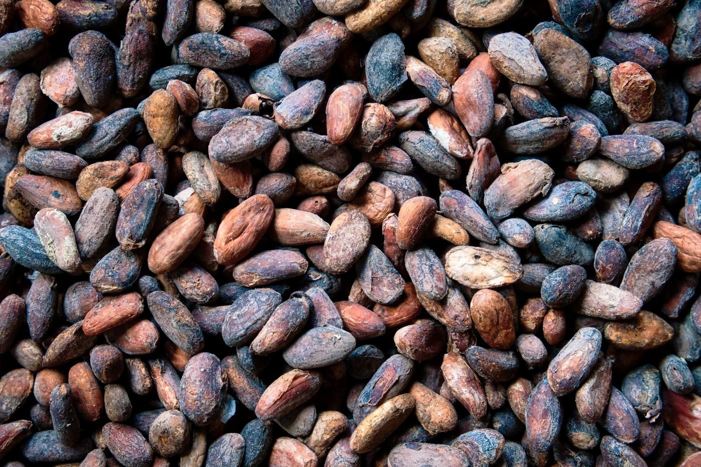 Multi-coloured dry cocoa beans