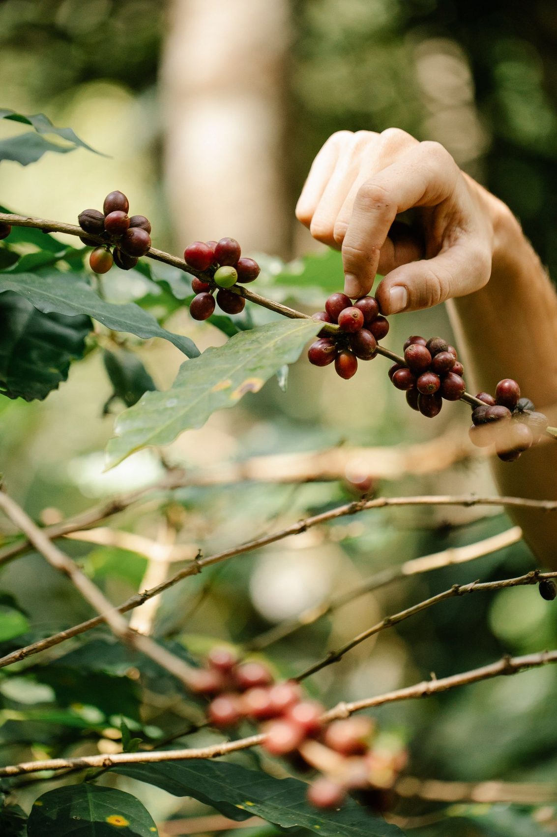 Hand picking ripe red coffee cherries on the branch