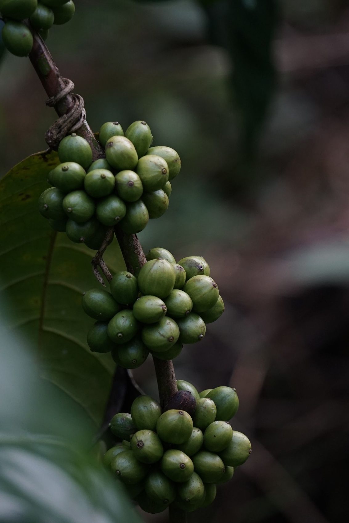 Green coffee cherries growing on the branch