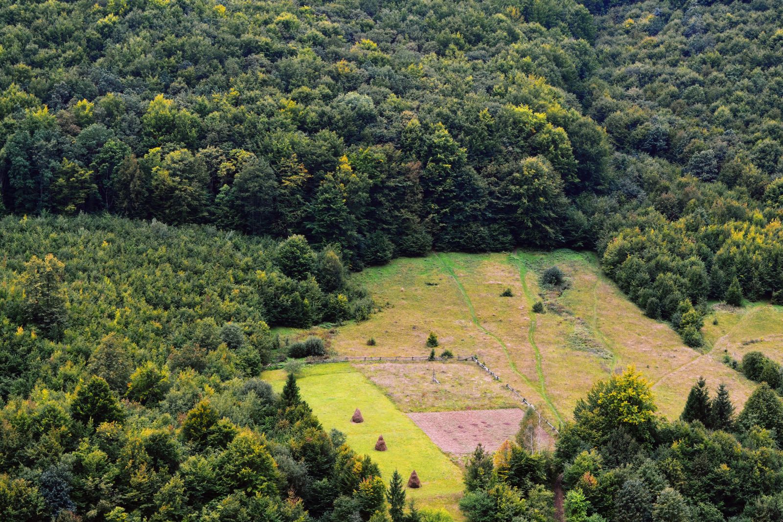 Woodland edge from the air