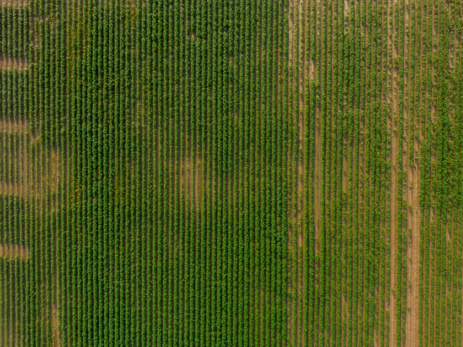 Vineyard rows in late summer
