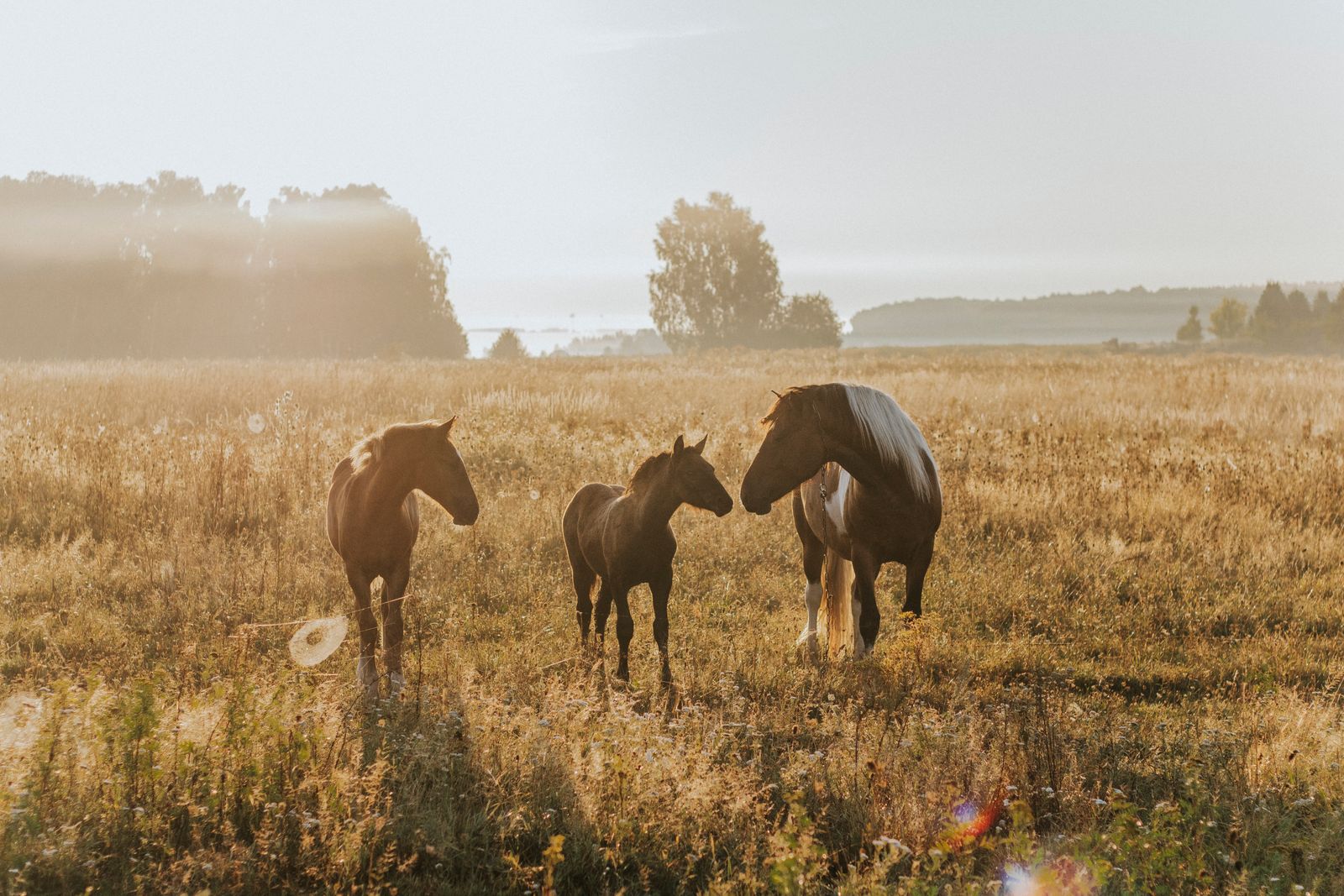 Horses at first light