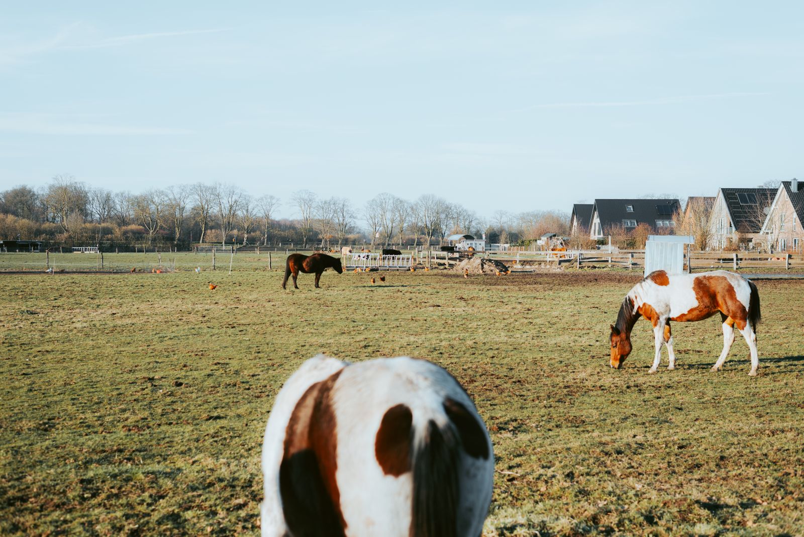 Pasture beyond the runway