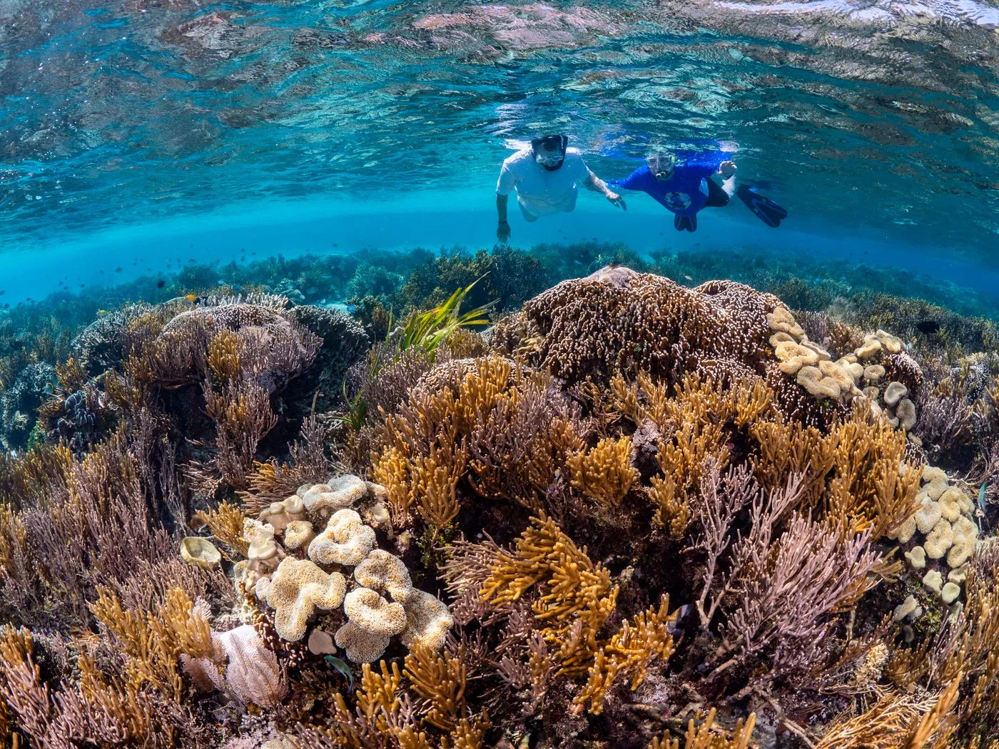 Snorkellers above a coral reef in clear water