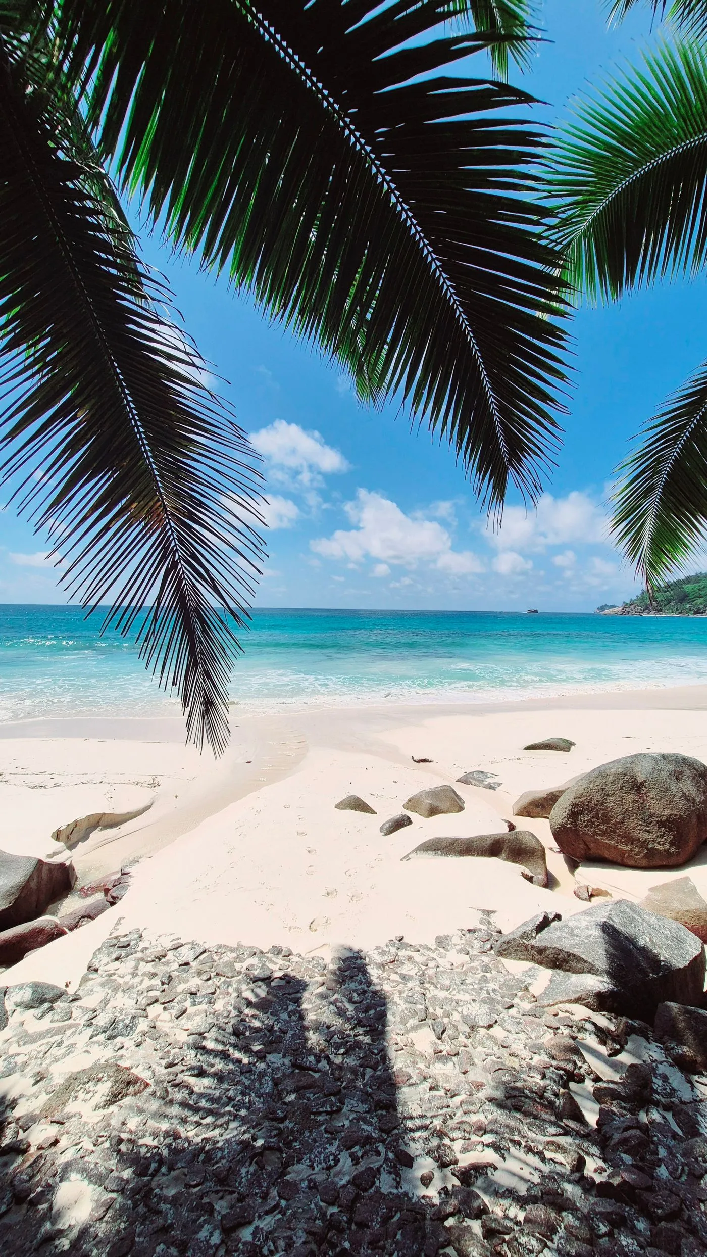 A palm-fringed beach