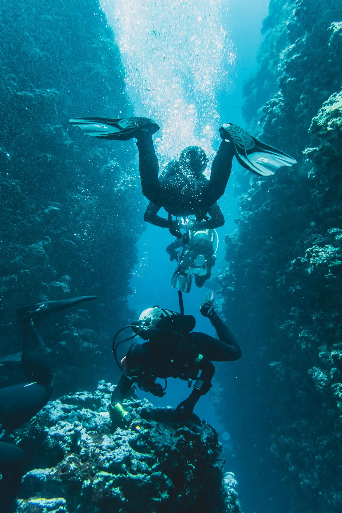 Divers exploring a coral reef