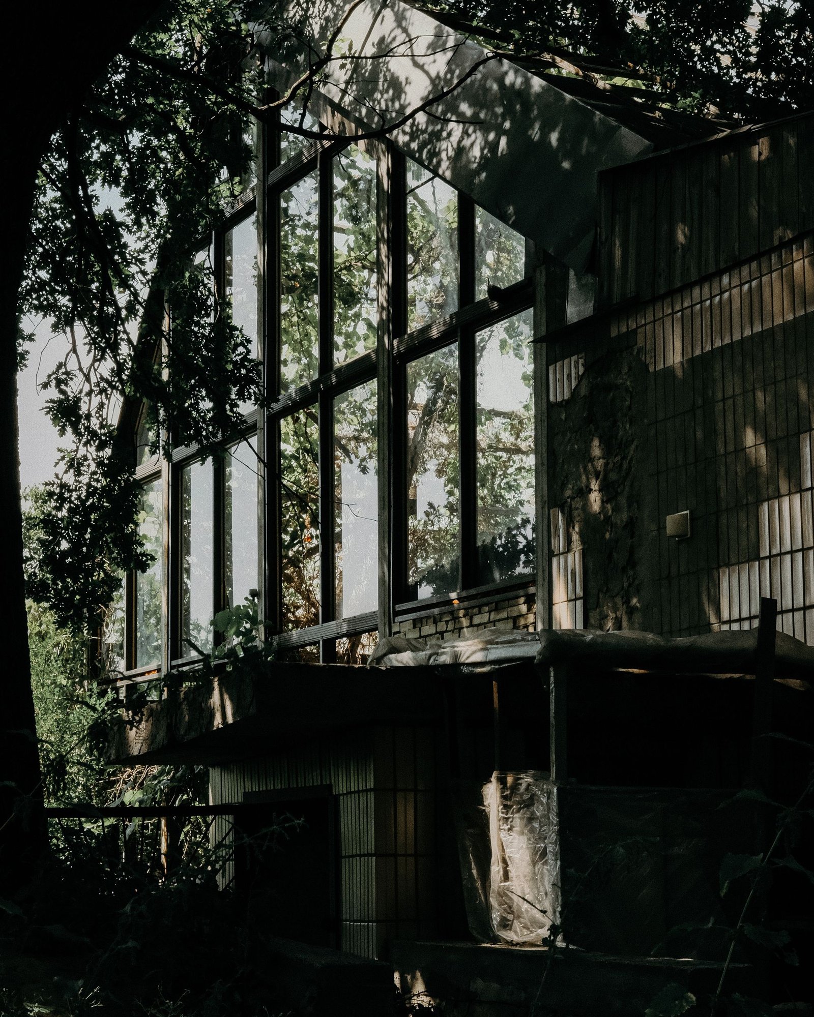 House with large glazed walls half hidden by tree trunks