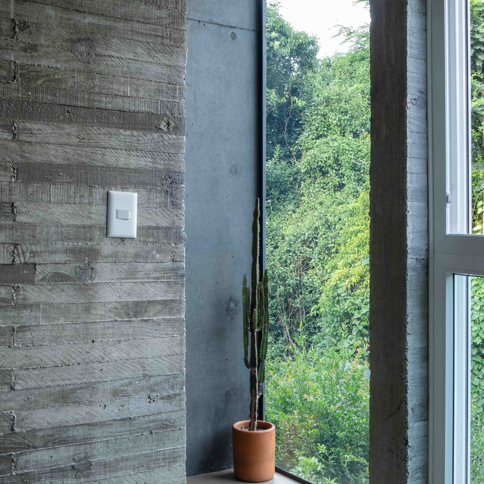 Cactus in a concrete interior beside a full-height window