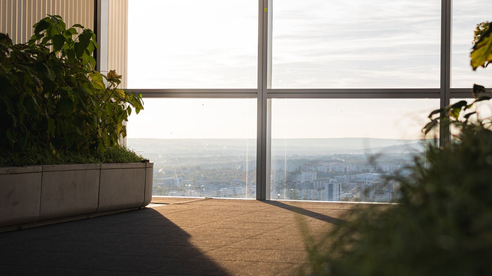Bright interior with plants and a city view through full-height glazing