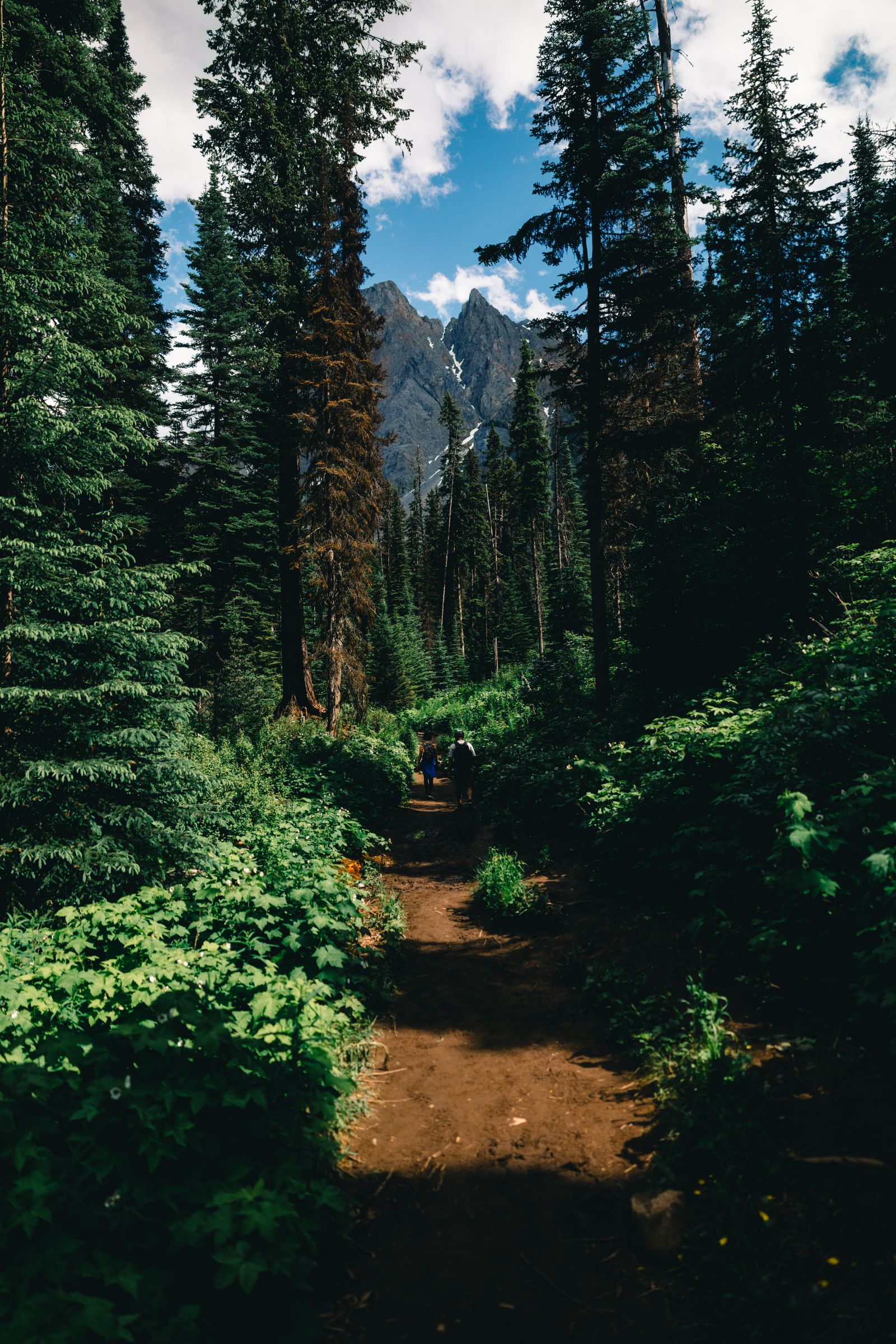 A forest trailhead leading toward distant mountains